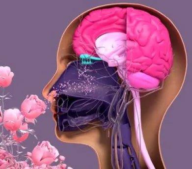 Olfactory system diagram: scent molecules from flower to nose, showing fragrance perception.